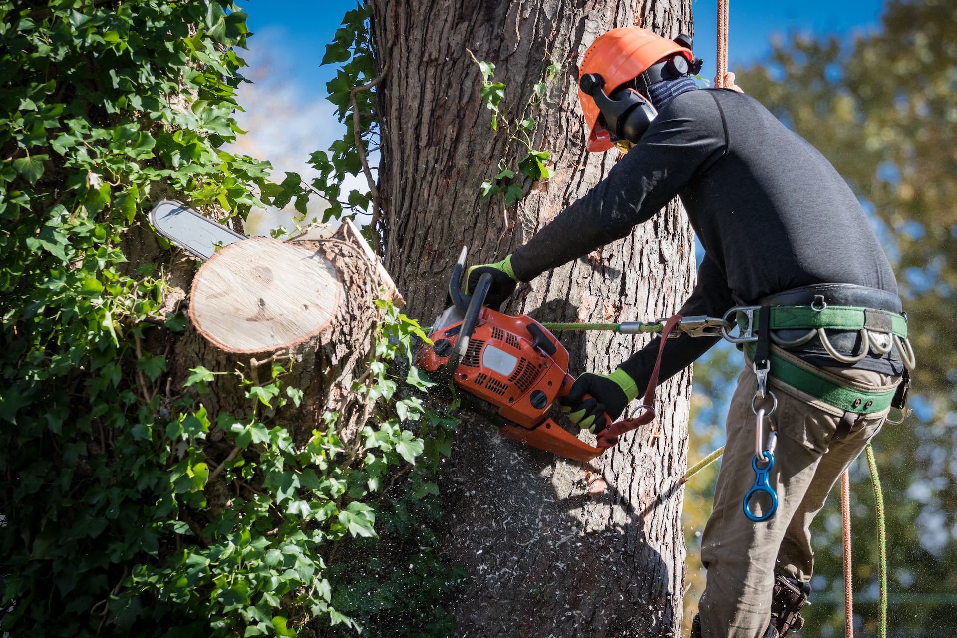 taglio rami alberi ad alta quota
